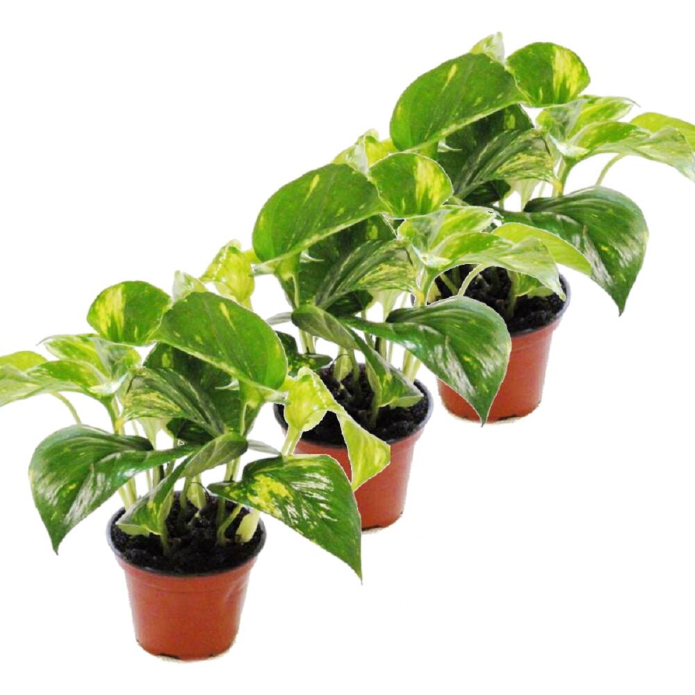 Set of 3 Efeutute Scindapsus Epipremnum 12cm pot