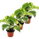 Lot de 3 Efeutute - Scindapsus - Epipremnum - pot 12cm