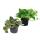 Set of 2 different ivy rods - Scindapsus pictus argyreus and Epipremnum aureus