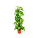 Epipremnum aureum, queue de lierre sur bâtonnet de...
