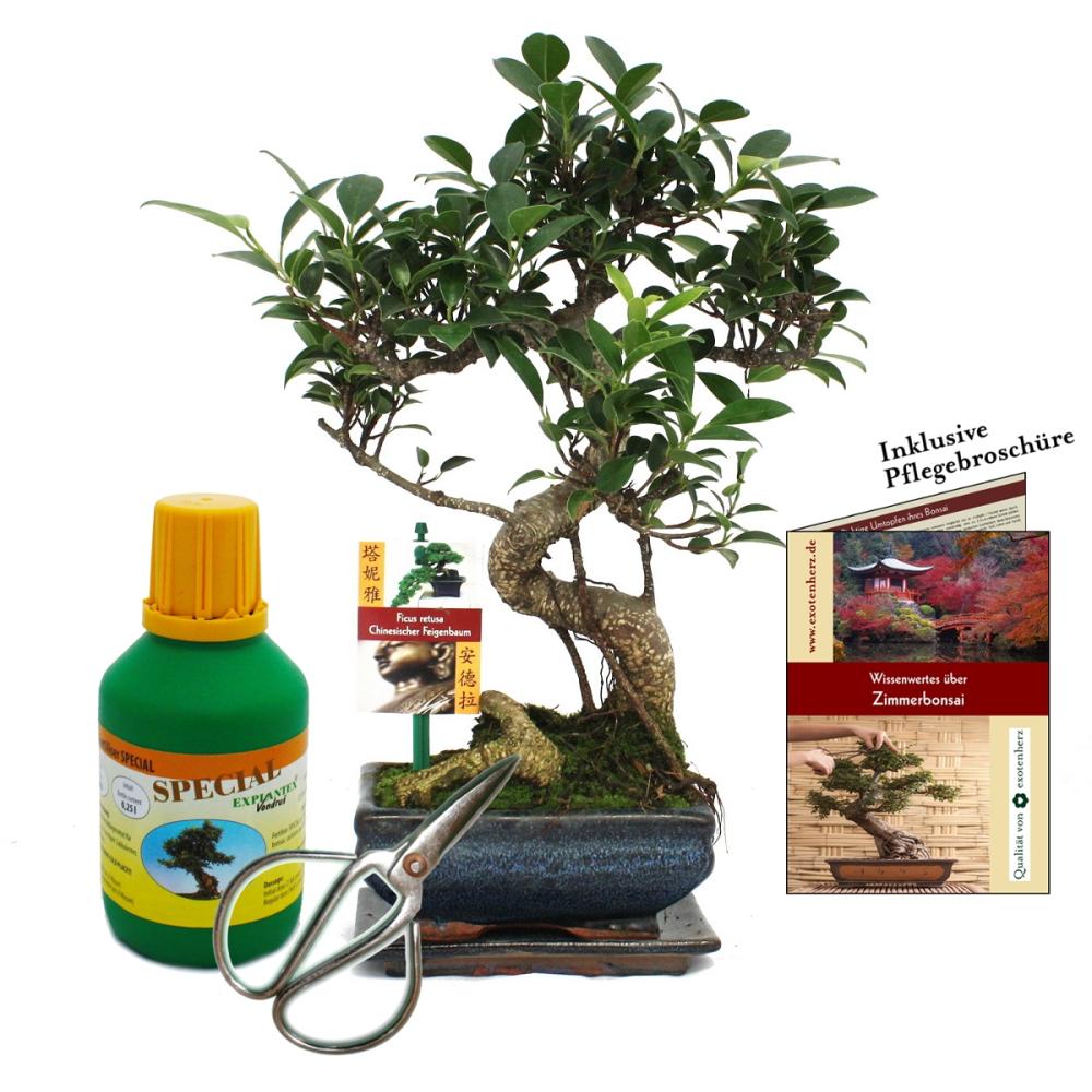 Gift set Bonsai Ficus Chinese fig tree ca. 6 years old