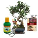 Gift set Bonsai "Ficus" - Chinese fig tree -...