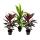 3er Set Cordyline fruticosa, Keulenlilie 12cm Topf