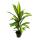 3er Set Cordyline fruticosa, Keulenlilie 12cm Topf