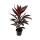 3er Set Cordyline fruticosa, Keulenlilie 12cm Topf