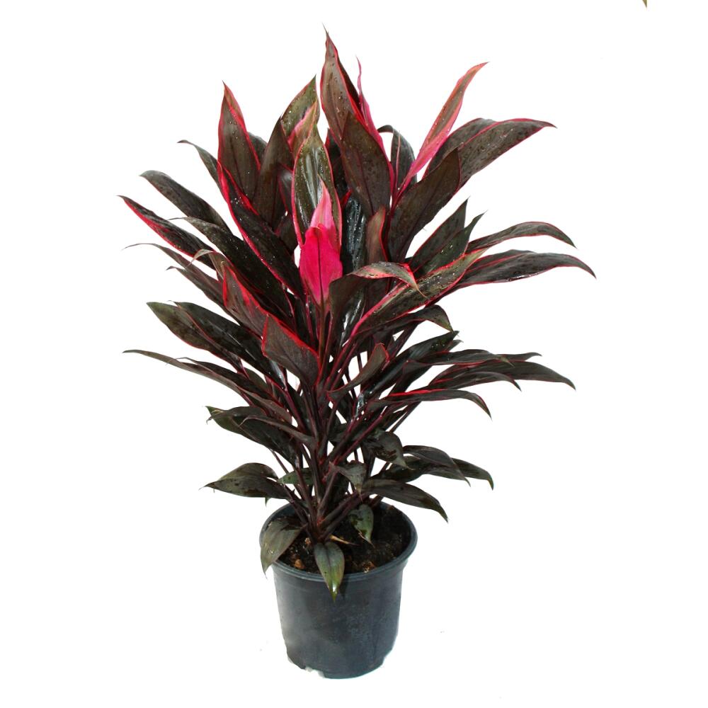 Cordyline fruticosa, Keulenlilie, rot im 19cm Topf