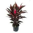 Cordyline fruticosa, club lily, red in 19cm pot