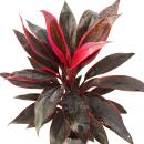 Cordyline fruticosa, club lily, red in 19cm pot