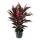 Cordyline fruticosa, Keulenlilie, rot im 19cm Topf