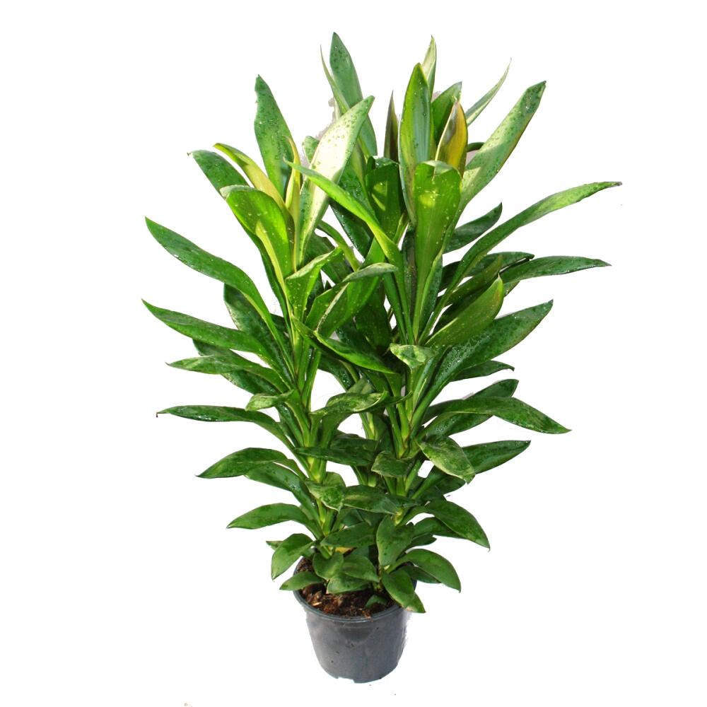 Cordyline fruticosa, Keulenlilie, grn im 19cm Topf