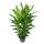 Cordyline fruticosa, Keulenlilie, gr&uuml;n im 19cm Topf