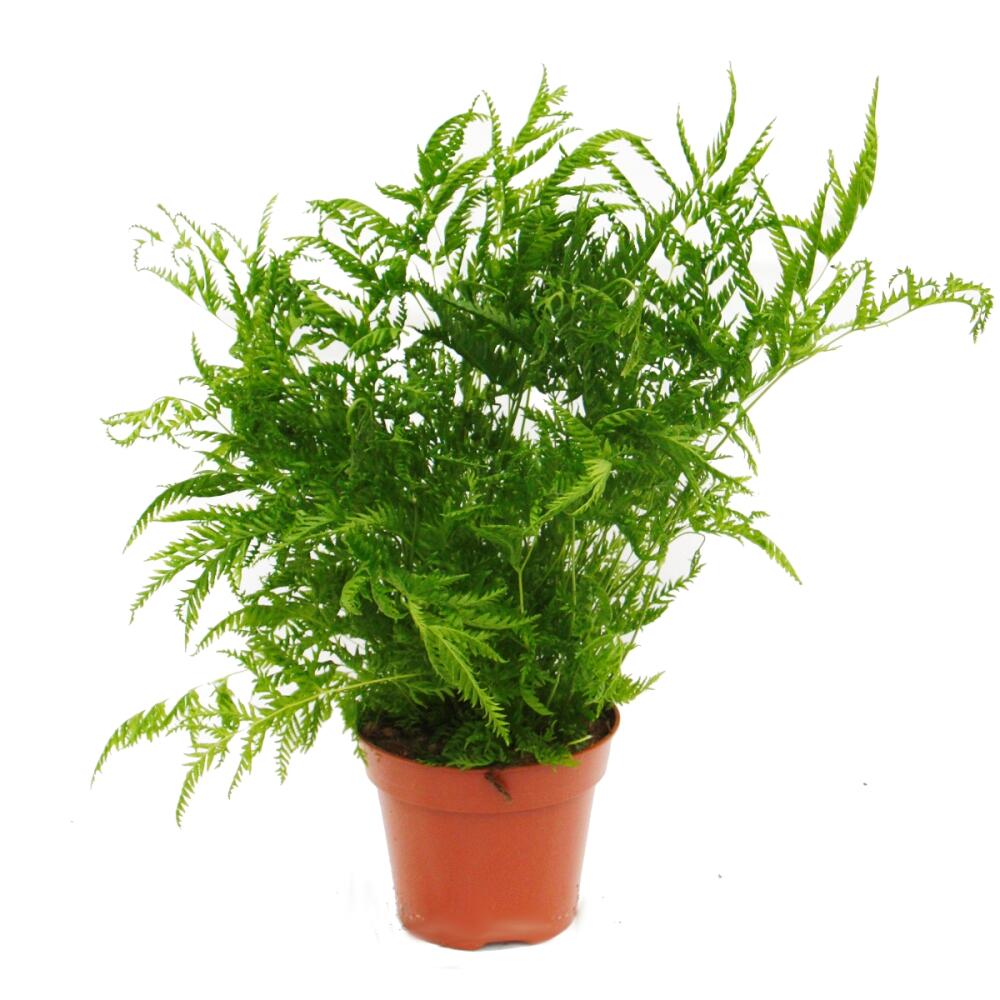FarnMix, 3er Set, 17cm Topf