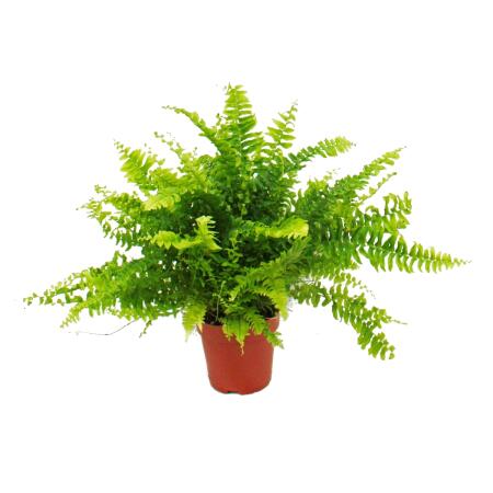 glanzmispel 'carr rouge hhe Glanzmispel Photinia fraseri Carre Rouge Gartenpflanze 9cm 35cm