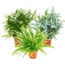 Fern mix, set of 3, 17cm Pot