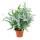 Fern mix, set of 3, 17cm Pot