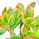 Crassula portulacea "Sunset" - large plant in a...