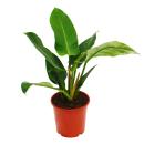 Philodendron Imperial Green 19cm Pot