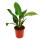 Philodendron Imperial Green 19cm Topf