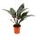 Philodendron Imperial Red 19cm Topf