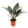 Philodendron Imperial Red 19cm Pot