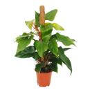 Philodendron Émeraude rouge, Philodendron pot de 19cm