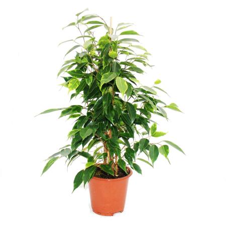 Ficus benjamini "Anastasia", birch fig 14cm