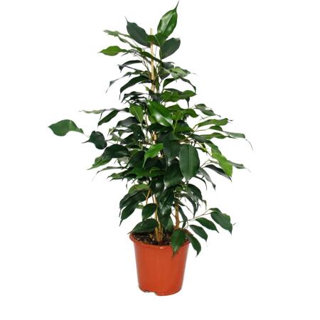Ficus benjamini "Danielle", birch fig 14cm
