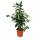 Ficus benjamini "Danielle", birch fig 14cm