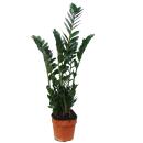 Zamioculcas zamiifolia, Glücksfeder 17cm Topf