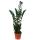 Zamioculcas zamiifolia, Lucky Feather 17cm Pot