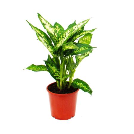 Dieffenbachia "compacta" - 17cm Topf