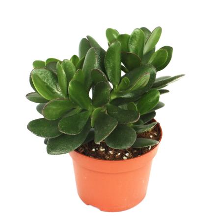 Crassula portulacea - Geldbaum - gro&szlig;e Pflanze im 12cm Topf