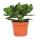 Crassula portulacea - money tree - large plant in 12cm pot