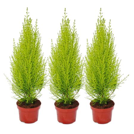 Cupressus "Wilma", ensemble de 3