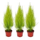 Cupressus Wilma, set of 3