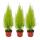 Cupressus "Wilma", 3er Set