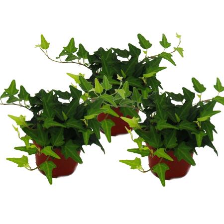 Hedera helix, 3er Set, Efeu, grünlaubig 9cm Topf