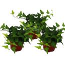 Hedera helix, set de 3, lierre, pot de 9cm, feuilles vertes