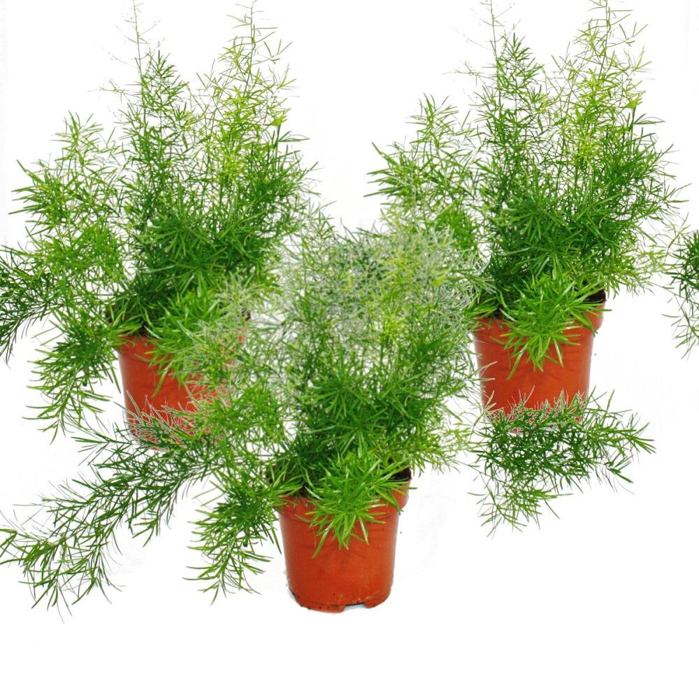 Asparagus densiflorus sprengeri, set of 3