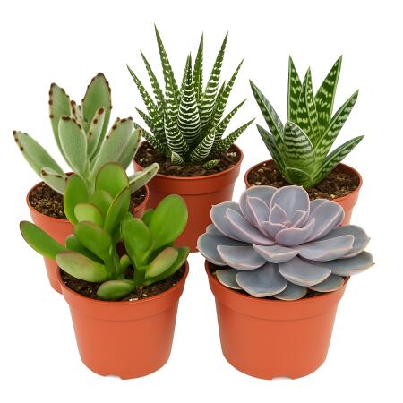 5 succulentes différentes de taille moyenne dans un pot de 8,5 cm.