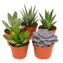 5 succulentes différentes de taille moyenne dans...