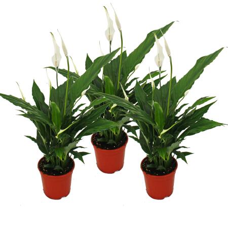 Spathiphyllum "Sweet Chico" - 12cm pot - Set de 3 plantes