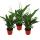 Spathiphyllum &quot;Sweet Chico&quot; - 12cm Topf - Set mit 3 Pflanzen