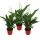 Spathiphyllum "Sweet Chico" - 12cm Topf - Set mit 3 Pflanzen