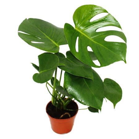 Monstera deliciosa - feuille de fenêtre - pot de 12cm - ca. 30-35cm de haut