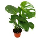 Monstera deliciosa - window leaf - 12cm pot - about...
