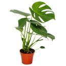 Monstera deliciosa - window leaf - 12cm pot - about 30-35cm high