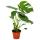 Monstera deliciosa - window leaf - 12cm pot - about 30-35cm high