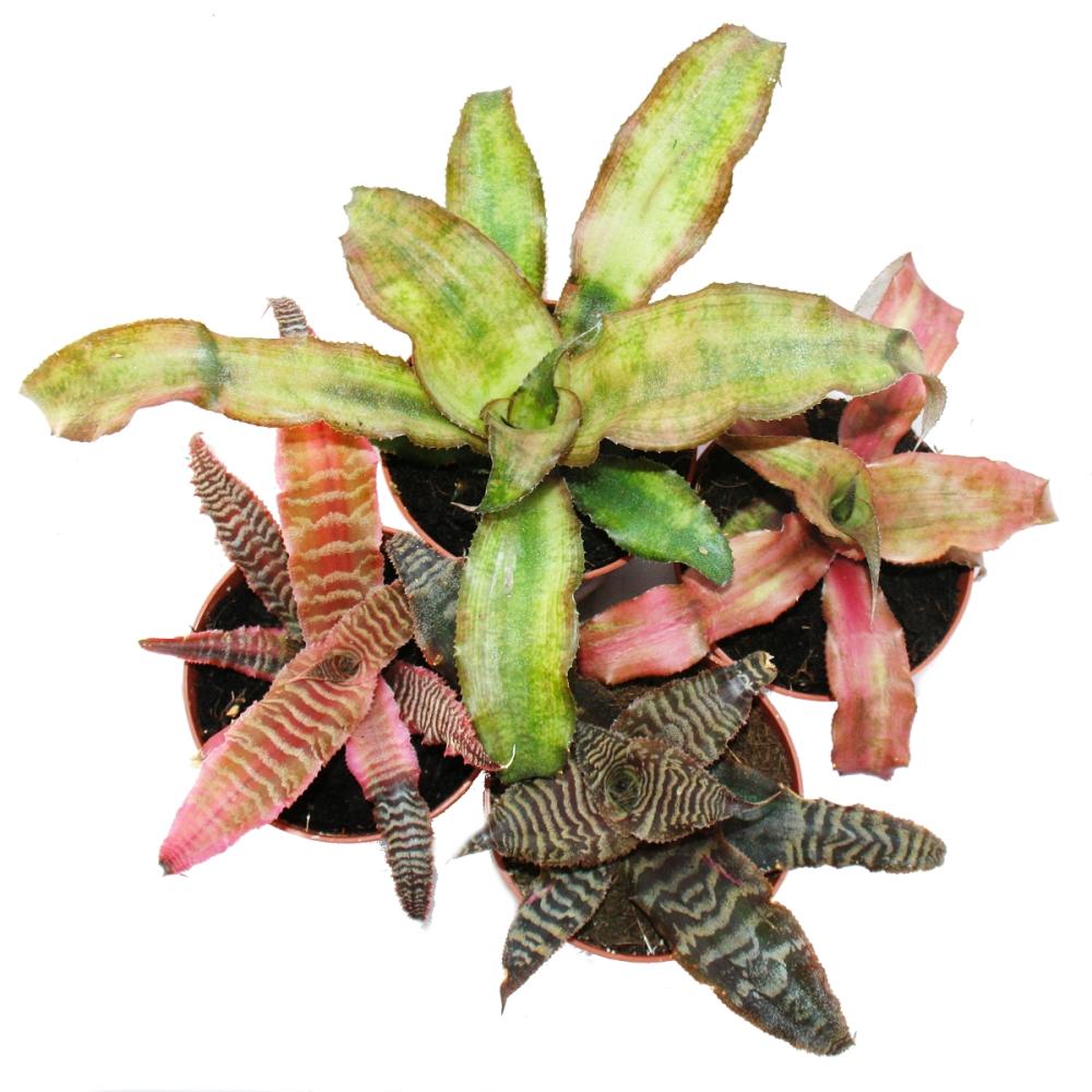 4er set earth bromeliad - cryptanthus - variegated plant - ideal for