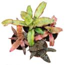 4er Set Erdbromelie - Cryptanthus - buntlaubige Pflanze - Ideal für Terrarien